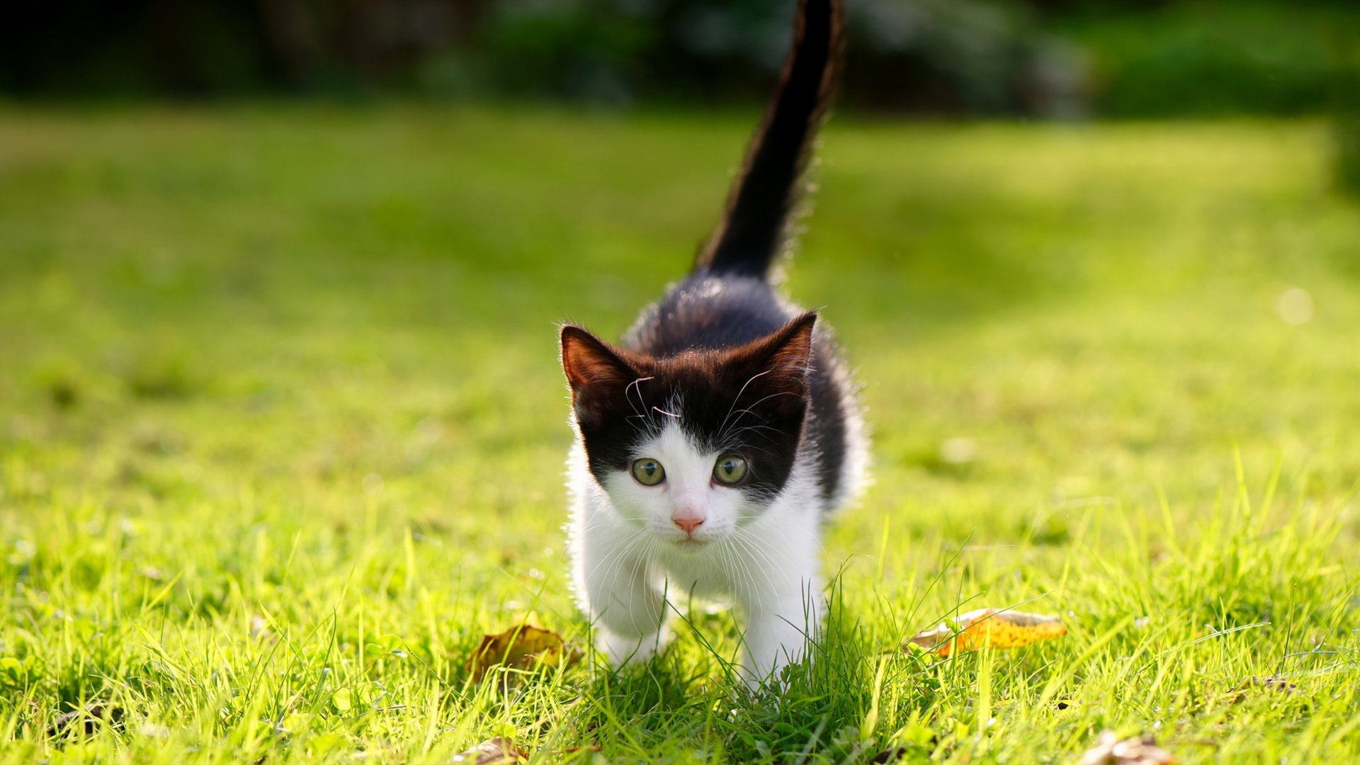 2026世界杯焦点战启示录，当开拓者打穿马刺，足球与篮球的战术镜像